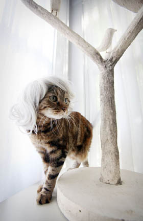 Illustration for article titled Glamorous Cat Wigs